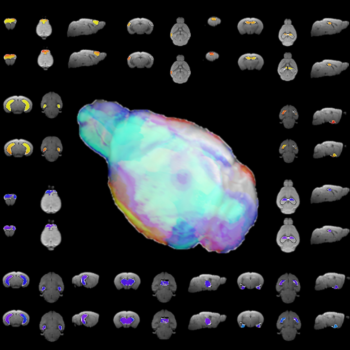 CT PET scanning of PTENtg mice (Cerebral Cortex, 2020)