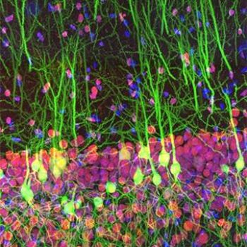 FTO expression in the mouse hippocampus (red), neurons express EGFP (green)